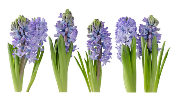 Purple hyacinth flowers and buds with leaves isolated transparent png. Hyacinthus spring plants. Four objects set.