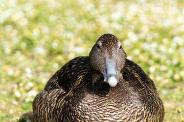 Selective focus of a female Eider duck sat on a grassy patch, with blurred background