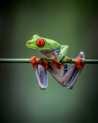Red eyed tree frog Agalychnis callidryas on a branch in Costa Rica
