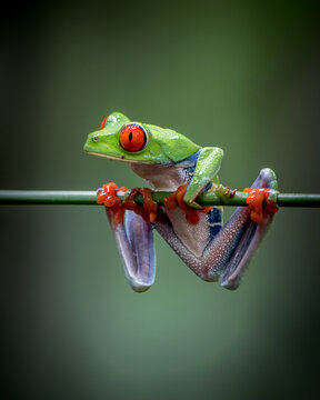 Red eyed tree frog Agalychnis callidryas on a branch in Costa Rica