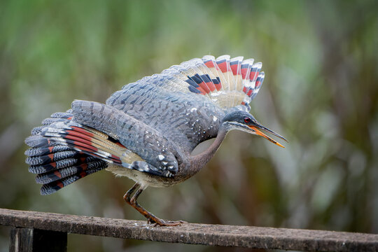 Sunbittern, Eurypyga helias, perched on a fence and displaying its colorful wing pattern