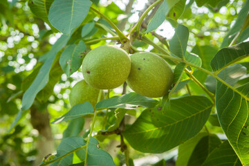 ripe walnut on a tree in the garden
