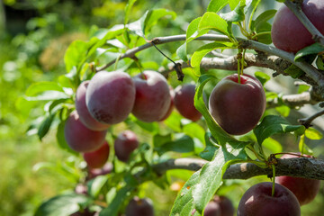 ripe plums on a tree, fruit harvest
