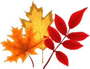 Autumn Falling Leaves