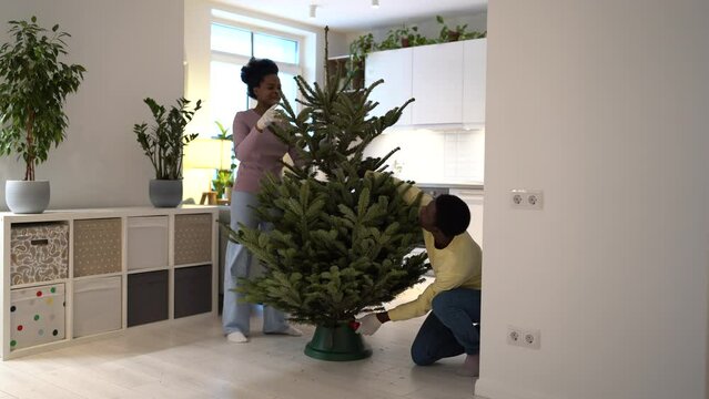 Happy young couple of levers prepare to celebrate first new year or christmas together. African american man and woman, family put fresh pine on stand and fixing branches of natural xmas tree at home