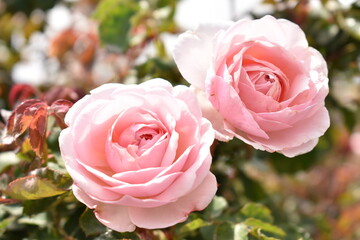 roses