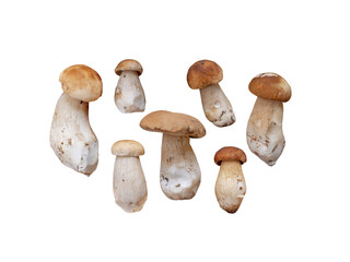 Boletus edulis set isolated transparent png. Seven penny bun or porcino mushrooms. Autumn forest crop.
