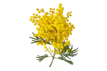 Wattle tree branch isolated transparent png. Acacia dealbata yellow fluffy balls and leaves. ...