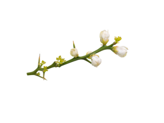 Branch of trifoliate orange tree with white fragrant flowers and leaves isolated transparent png. Spring blossom. Poncirus trifoliata flowering plant.