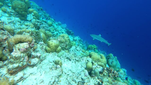 small shark. underwater video. Waterproof photo and video equipment for travel. 