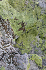 Natural texture of a stone covered with yellow and white lichen. Lichen patterns on a rock surface.