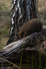 Northern white-breasted hedgehog (Erinaceus roumanicus) in the forest. 