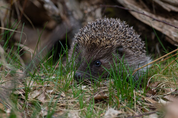 Northern white-breasted hedgehog (Erinaceus roumanicus) in the forest. 