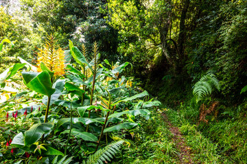 Madeira - Levada do Moinho