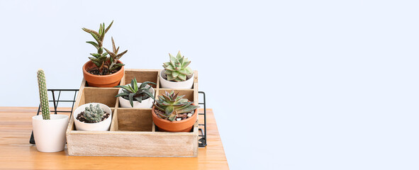 Green succulents and cacti on table against light background with space for text