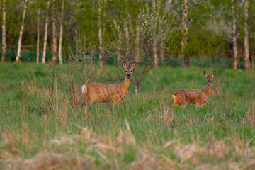 Roe deer in the morning light. 