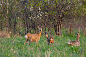 Roe deer (capreolus capreolus) in the morning light. 