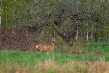 Roe deer in the morning light.  © JackUli