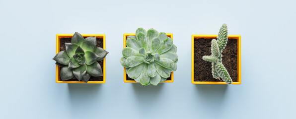 Succulents and cactus on light blue background, top view