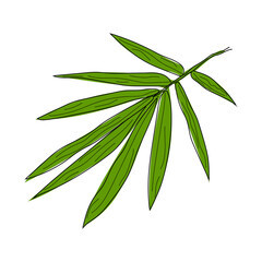 palm leaves vector. Exotic botanical flower. Isolated illustration element. tropical palm leaves Vector hand drawing wildflower for background, texture, wrapper pattern, frame or border.
