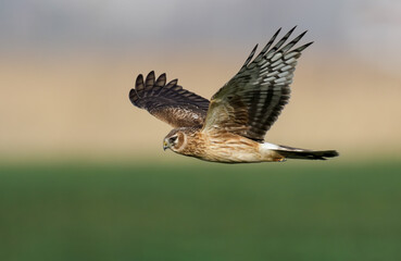 Hen harrier in flight
