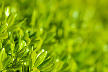 Bush green leaves in garden at summer. Garden foliage with bokeh.