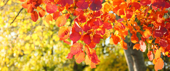 Beautiful tree with red leaves in autumn park