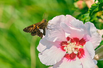 Silver spotted skipper on the edge of a pink flower