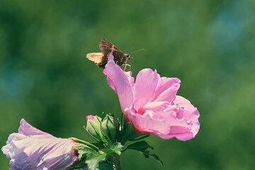 Silver spotted skipper butterfly rests on top of a pink flower