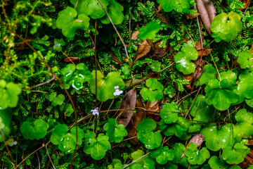 Madeira - Levada do Moinho