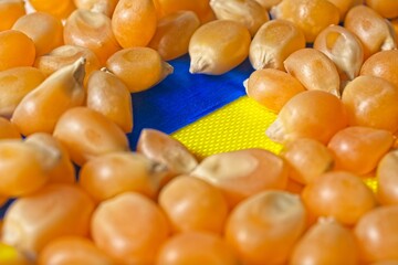 World grain shortages issue depicted by corn kernels covering the Ukrainian colors of blue and gold.