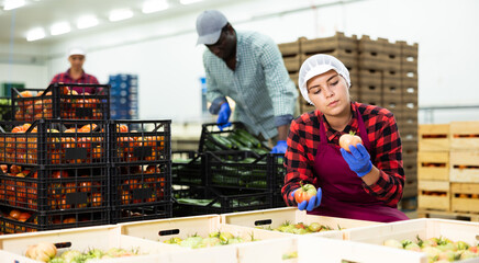 Young woman in uniform evaluating quality of ripe tomatoes stacked in crates in vegetable...