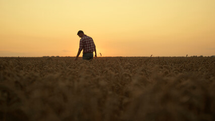 Man silhouette working at golden sunset spikelet field. Agribusiness concept