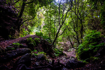 Madeira - Levada do Moinho