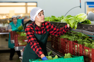 Young woman working in the production of a vegetable depot sorts Peking cabbage from crates