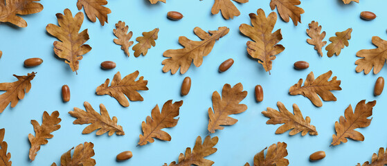 Dry oak leaves with acorns on blue background