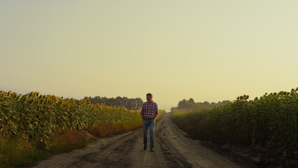 Fototapeta na wymiar Agribusiness owner going road at sunflower field. Farmer inspecting plantation