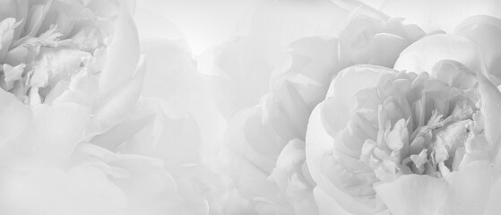 Banner with beautiful white peony flowers