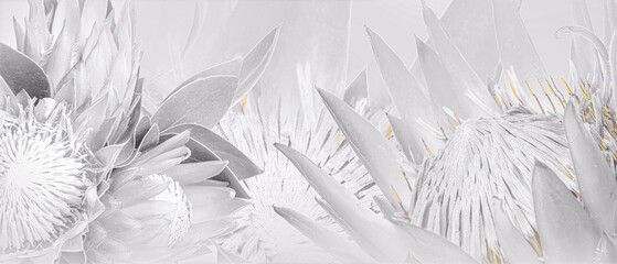 Banner with beautiful white protea flowers