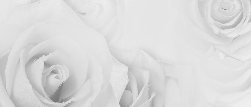 Banner with beautiful white roses