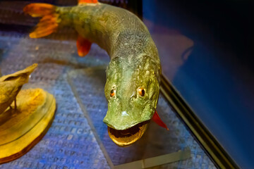 Stuffed reptiles and fish behind glass.