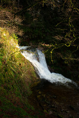 waterfall in the forest