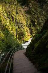 path in the forest near a waterfall