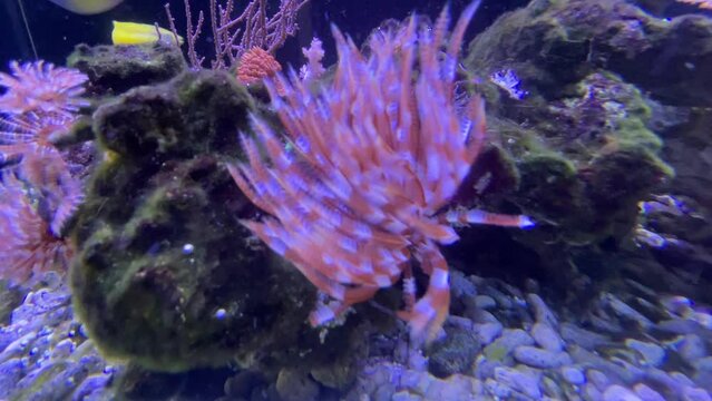 Kalkröhrenwurm im Aquarium, Meerwasser.