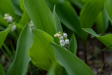 Obraz premium lily of the valley