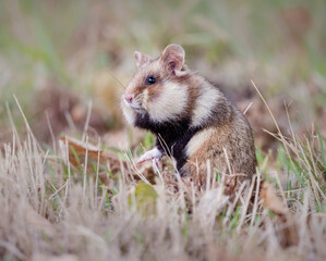 european fiel hamster