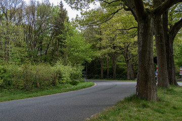 road in the forest