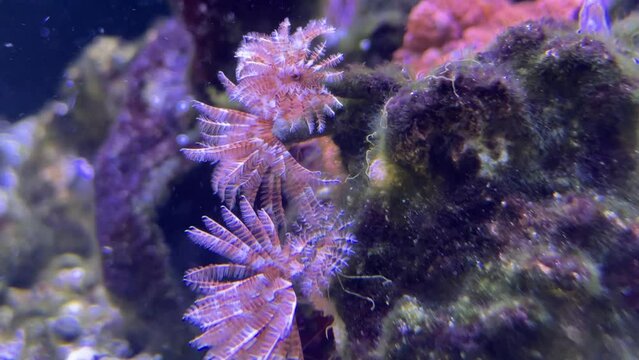 Kalkr&ouml;hrenwurm im Aquarium, Meerwasser.