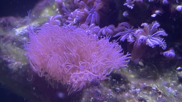 Korallen im Meerwasserbecken.