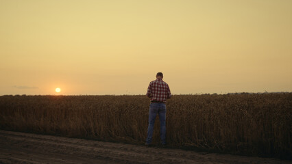 Farmer silhouette check grain quality at sunset country field. Thoughtful man